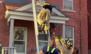 Cat Jumps Out of Firefighter's Arms While Being Rescued