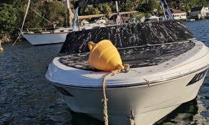 Bird-Scaring Kite Fails at Its One Job