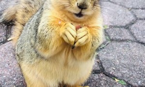 Injured Squirrel Able To Eat Normally Again