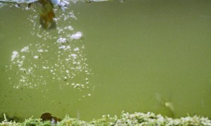 A Kingfisher Goes Fishing