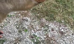 Cow Surprised at Gross Smell