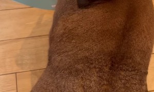 Mountain Lion Does Not Want to Play