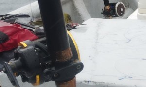 Lost Bird Perches On Seafaring Shoulder