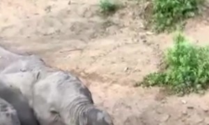 African Elephants Have A Hierarchy Lesson In The Wild