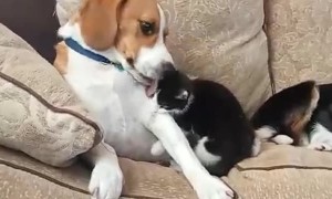 Dog Welcome New Kitten Into Their Home
