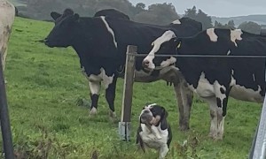 Lola the Bulldog Thinks She's a Cow