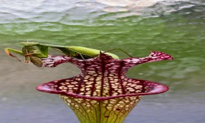 Mantis Eating a Grasshopper on a Sarracenia Plant