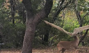 Woman Saves Young Buck From Old Hammock