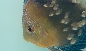 Discus Fish Babies Feeding