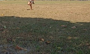 Bird Swoops Down on Girls Playing in Park