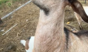 Goat Eats Softball-Sized Tomato