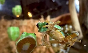 Clumsy Frog Falls Off Glass