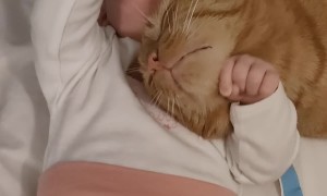 Cat Cuddles Infant For Chin Rubs