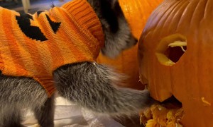 Kevin The Raccoon Helps Prepare For Halloween