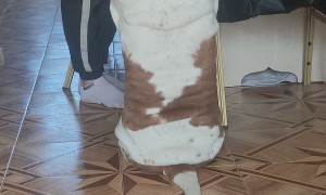 Basset Hound Becomes Perfect Rectangle