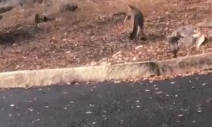 Dinnertime For a Wild Fox