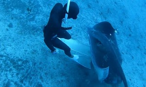 Stingray Encounter At Thirty Meters Deep