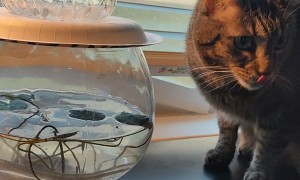 Cat Wants Plant Water