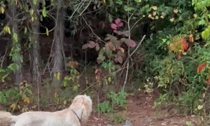 Rabbit Knows Right Where the Electric Fence Ends