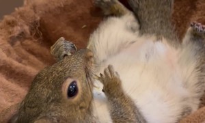 A Squirrel's Lazy Day