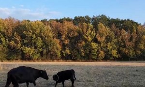 Cow Gets Her Head Stuck in a Metal Tube