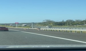 These Kangaroos Are Going Places