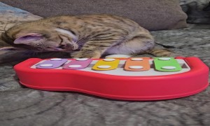 Cat Plays Toy Piano