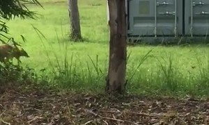 Wallaby With An Extra Scaly Tail
