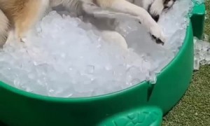 Playful Husky gets totally excited about pool filled with ice 