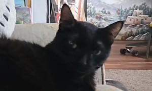 Polite Cat Says Bless You