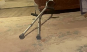 Cat Couldn't Care Less About A Rat