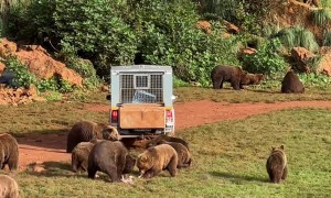 Grizzly Bears Gather For Food