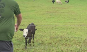 Cow Calf Runs Across Field For Bottle