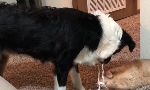 He Wants To Befriend The Cat