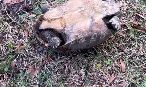 Upside-Down Turtle Love Story