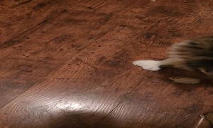 Multi-Toed Maine Coon Kitten Plays Fetch