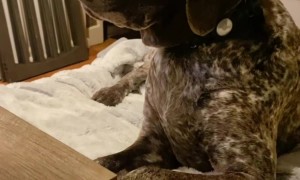 Fine, You Can Have My Paw