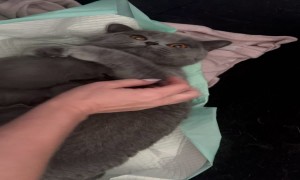 Keep Your Paws Off My Kittens