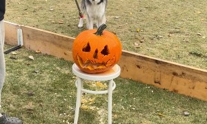 When You Let The Boys Carve A Pumpkin