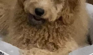 Flashing Smartwatch Confuses Dog