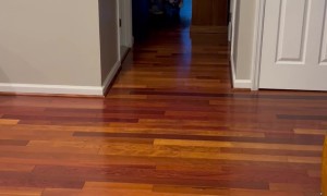 Dog Ready To Frighten The Neighborhood