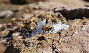 Bees Enjoy a Sugary Feast