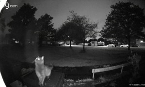 Cat Misjudges Its Jump