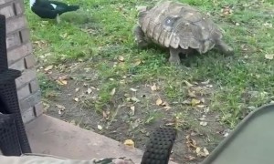 Tortoise Chases Intruding Duck Around Yard