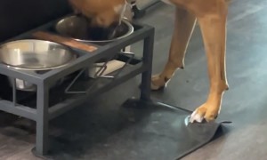 Dog Pretends To Dine