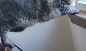 Cat Planks For Window View