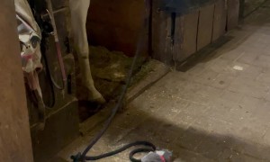 A Friendship Between Barn Animals