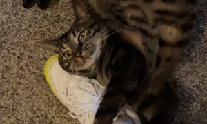 Silly Cat Bends And Scratches