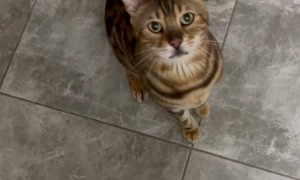 Raspy Cat Breaks Into Bag Of Dog Food