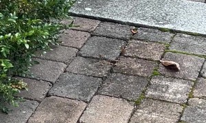 Baby Bobcat in Bedford